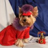 Одежда для Йоркширского терьера - Димон-Камон, одежда для собак
