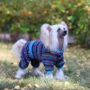 Костюм для маленьких собак, сканди - Димон-Камон, одежда для собак