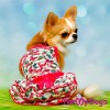 Легкое платье для маленьких собак - Димон-Камон, одежда для собак
