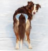Трусы для крупных собак с обхватом талии 40-58 см, ABSORB OSSO Fashion - Димон-Камон, одежда для собак