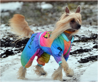 30 ��, �������� ������ ��� ������ �������, ForMyDogs - �����-�����