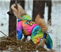 33 ��, �������� ������ ��� ������ ��������, ForMyDogs - �����-�����