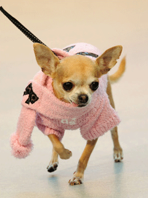 Вязаная одежда для маленьких собак - Димон-Камон, одежда для собак
