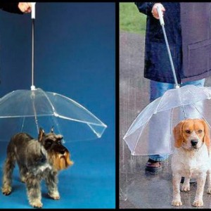 Собачий зонтик для прогулок под дождем - Димон-Камон, одежда для собак