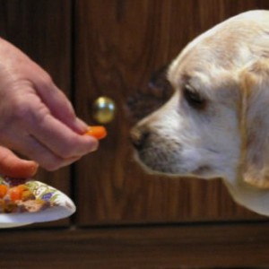 Как правильно кормить пожилую собаку - Димон-Камон, одежда для собак