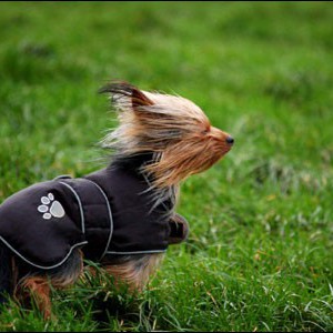Прогулка с собакой в сильный ветер - Димон-Камон, одежда для собак