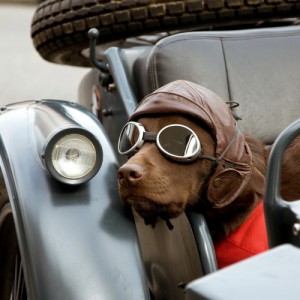 Как перевозить собаку в автомобиле с комфортом - Димон-Камон, одежда для собак