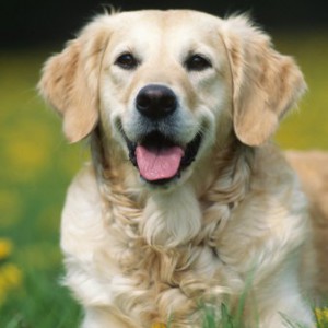 Первая в мире клонированная собака  - Димон-Камон, одежда для собак