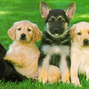 Условия воспитания щенка - Димон-Камон, одежда для собак