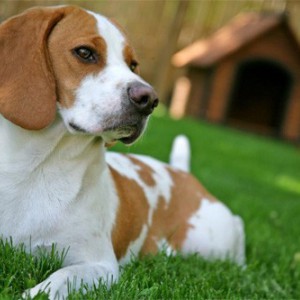 Собака в новом доме, прививки и предохранение - Димон-Камон, одежда для собак