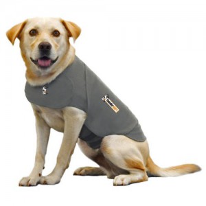 Как начинать носить одежду собаке - Димон-Камон, одежда для собак