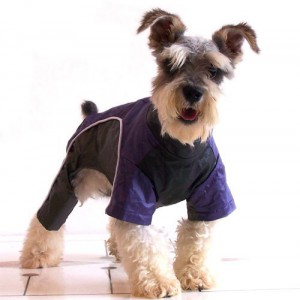 На что следует обратить внимание при покупке одежды для собак - Димон-Камон, одежда для собак