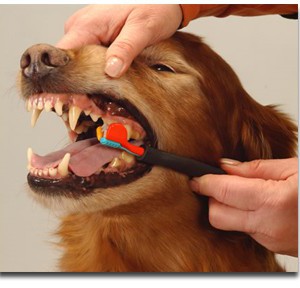 Уход за зубами собаки (часть 2) - Димон-Камон, одежда для собак