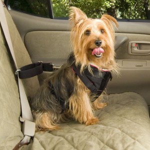 Автомобильные шлейки и ремни безопасности для собак - Димон-Камон, одежда для собак