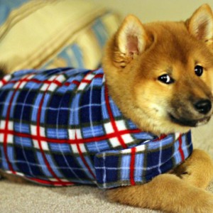 Выбор одежды для собак - Димон-Камон, одежда для собак
