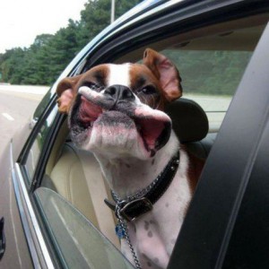 Чехол для перевозки собак в автомобиле - Димон-Камон, одежда для собак