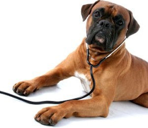 Влияние здоровья собак на потомство - Димон-Камон, одежда для собак