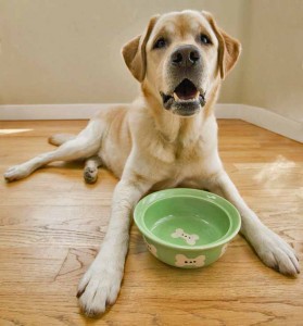 Как кормить собаку при аллергии и заболеваниях пищеварительной системы - Димон-Камон, одежда для собак