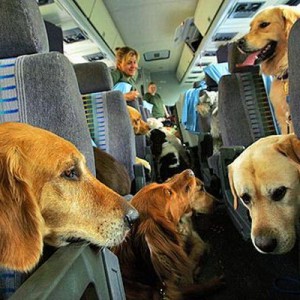 Переживания перед полетом с собакой - Димон-Камон, одежда для собак