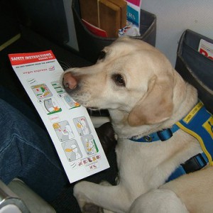 Примерные цены провоза собаки в самолете - Димон-Камон, одежда для собак