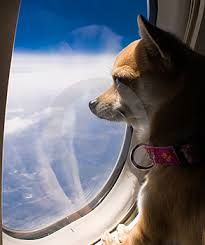 Перелет собаки на самолете без хозяина - Димон-Камон, одежда для собак