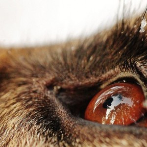 Что и как видят наши собаки своими глазами - Димон-Камон, одежда для собак