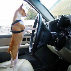 Как приучить собаку к поездкам на автомобиле - Димон-Камон, одежда для собак