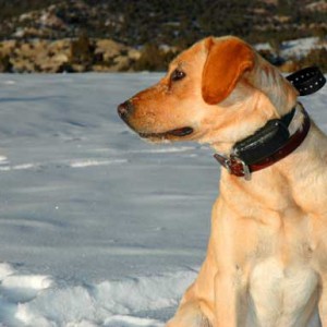 Применение электронного ошейника для дрессировки - Димон-Камон, одежда для собак