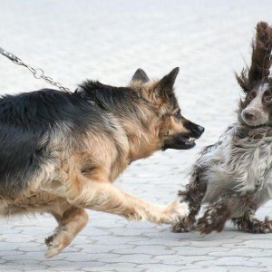 Самая агрессивная собака в хоккее - Димон-Камон, одежда для собак