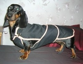 Джинсовая жилетка для таксы - Димон-Камон, одежда для собак