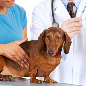 О вакцинации собак - Димон-Камон, одежда для собак