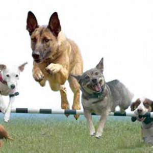 Выбор методики обучения и воспитания собаки - Димон-Камон, одежда для собак