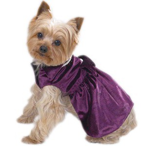 Бархатное платье - Димон-Камон, одежда для собак