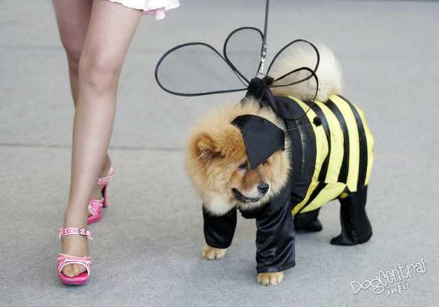 dogs_dressed_up02