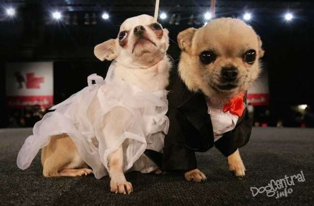 dogs_dressed_up03
