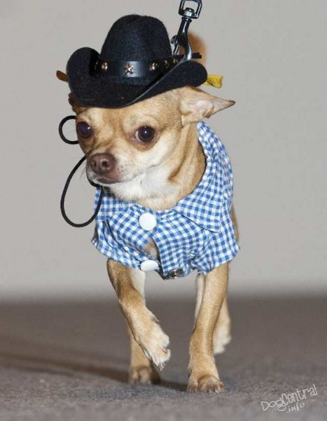 dogs_dressed_up11