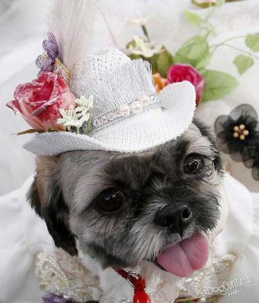dogs_dressed_up12
