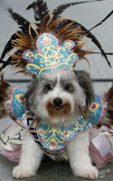 dogs_dressed_up14