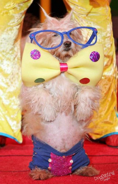 dogs_dressed_up15