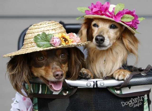 dogs_dressed_up18