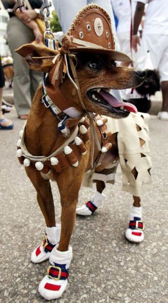 dogs_dressed_up20