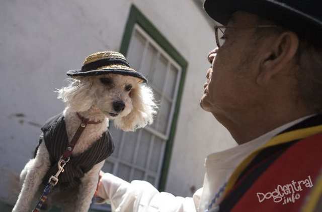 dogs_dressed_up23
