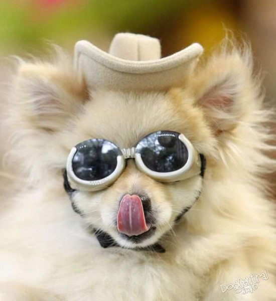 dogs_dressed_up26