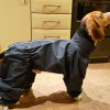 Одежда для Бигля - Димон-Камон, одежда для собак