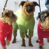 Одежда для Брюссельского гриффона - Димон-Камон, одежда для собак