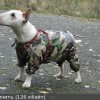 Одежда для  Миниатюрного бультерьера - Димон-Камон, одежда для собак
