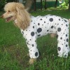 Одежда для Пуделя - Димон-Камон, одежда для собак