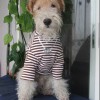 Одежда для Фокстерьера - Димон-Камон, одежда для собак