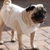 Одежда для Мопса - Димон-Камон, одежда для собак