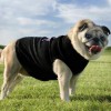 Одежда для Мопса - Димон-Камон, одежда для собак